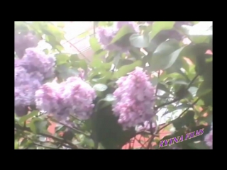 lilac may
