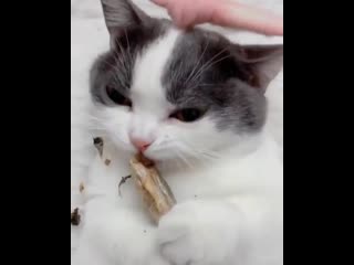 cat eats asmr