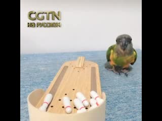 parrot knocks down all the pins with one blow