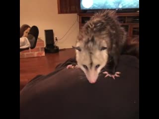 possum paws as the meaning of life
