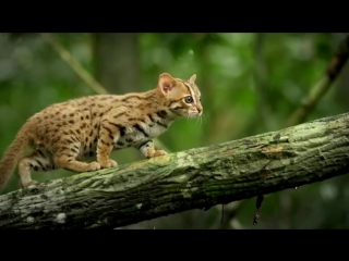 world's smallest wild cat