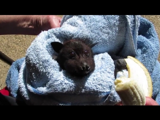 a flying fox eats a banana