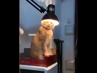 meowlightenment