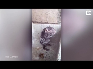 a resident of peru filmed a rat that lathered with soap