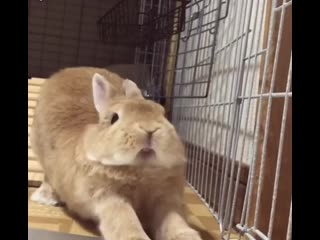 yawning rabbit