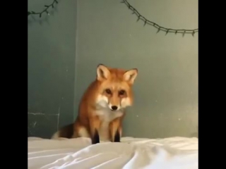 the fox decided that the sheet is snow