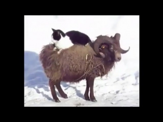 cat-boss on a ram))