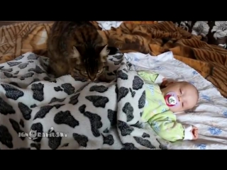 cat lulling a baby - the cat lulled the teen