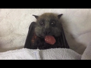the bat eats