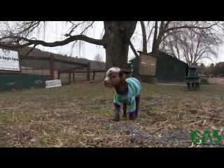 incredibly cute goat in a sweater :3