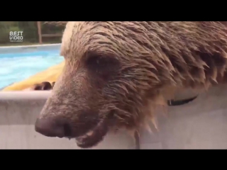 big bear plays in the pool