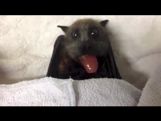 the flying fox eats grapes - 