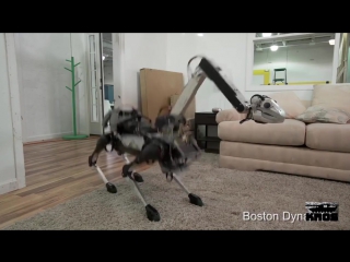 destiny robot dog