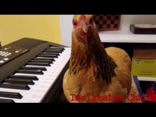 the chicken played the synthesizer