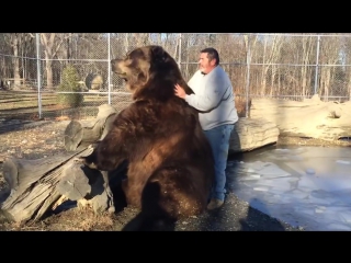 bear playing with man