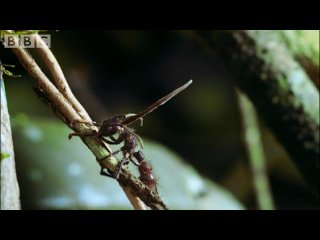 mushrooms and insects