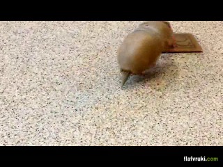 armadillo playing with his toy at the zoo