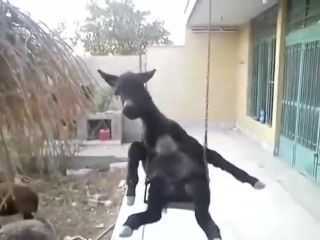 donkey on a swing. swinging to the song.