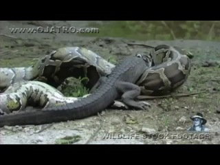anaconda swallows a crocodile. rare footage
