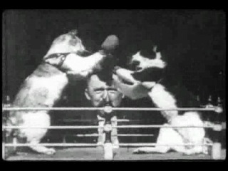 the boxing cats (1894)