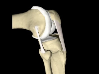 biomechanics of the knee joint