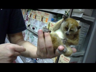 lemurchik and umbrella (lemur lori)