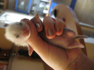 ferret small