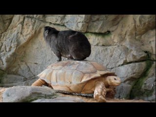 wombat rides a turtle