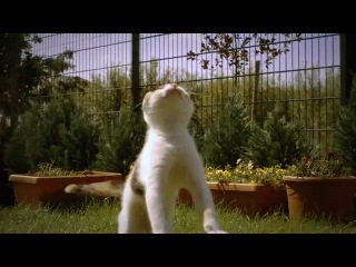 cat motion (slow motion) super