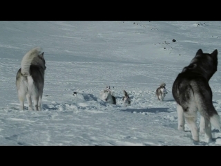 white captivity / eight below (2005)